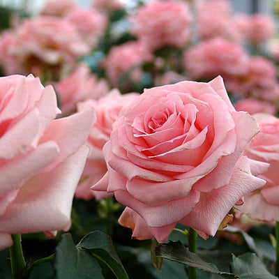 Noblesse Rose