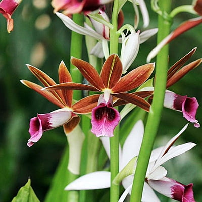 Orchids