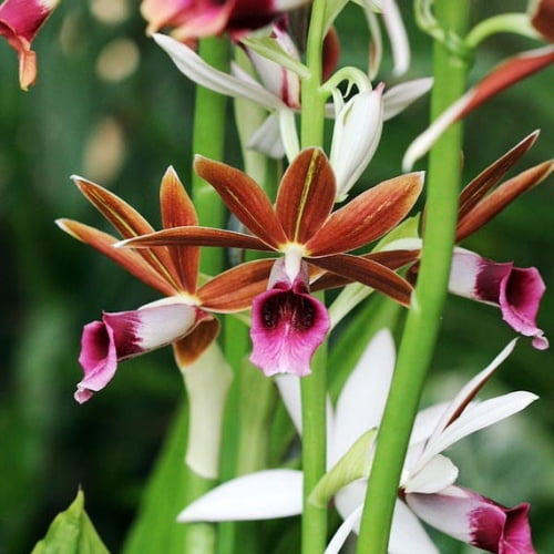 Orchids