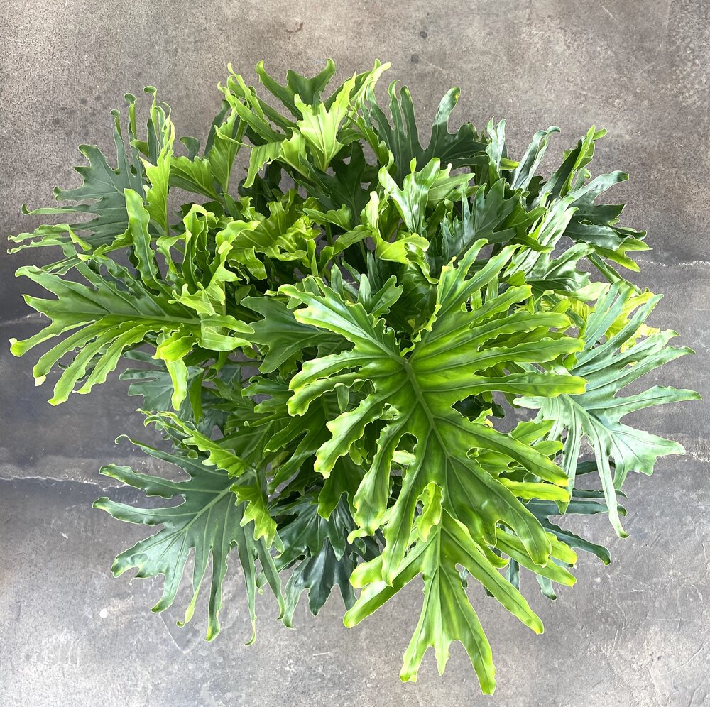 Philodendron Lickety Split Philodendron Lickety Split