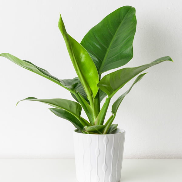 Philodendron Thai Congo Philodendron Thai Congo