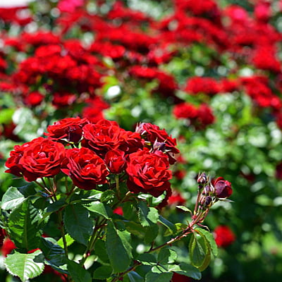 Red Rose