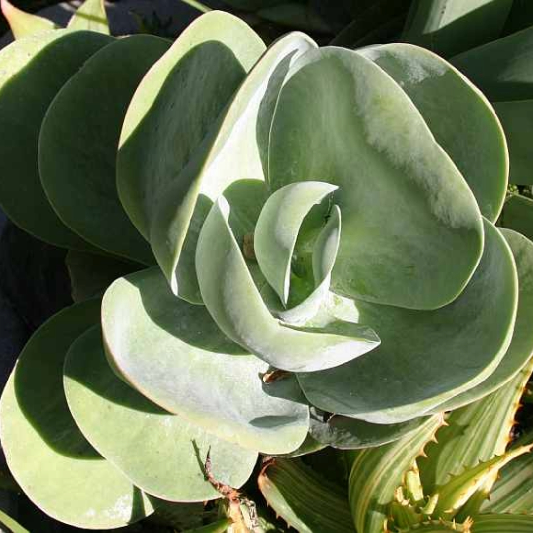 Succulent