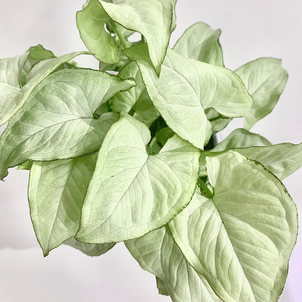 Syngonium Holly M