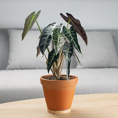 Alocasia Bambino
