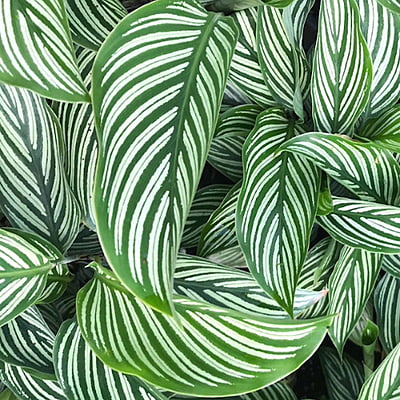 Calathea Vitata
