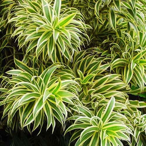 Song of India(Foliage) Song of India(Foliage)