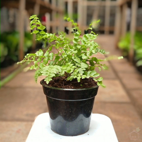 Fern Pom Pom