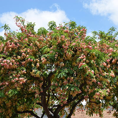 Cassia Rainbow Shower