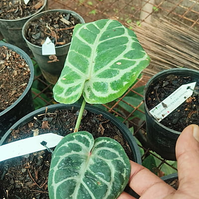 Anthurium Mystique (KOS x Red Crystallinum)