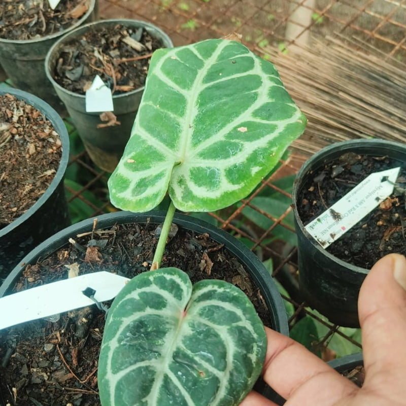 Anthurium Mystique (KOS x Red Crystallinum) Anthurium Mystique (KOS x Red Crystallinum)