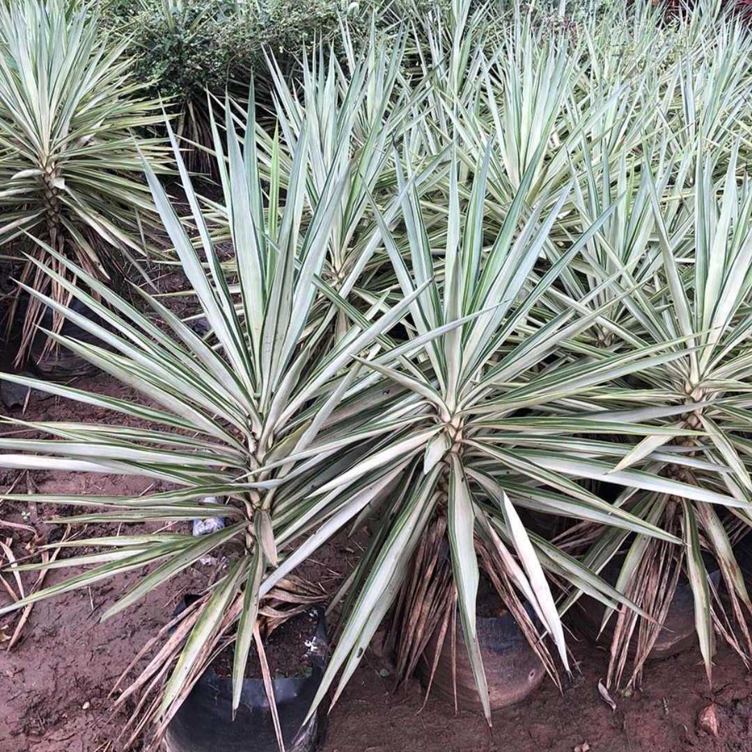 Elephantipes Silver Star