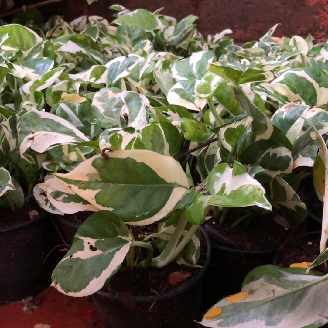 Money Plant Enjoy