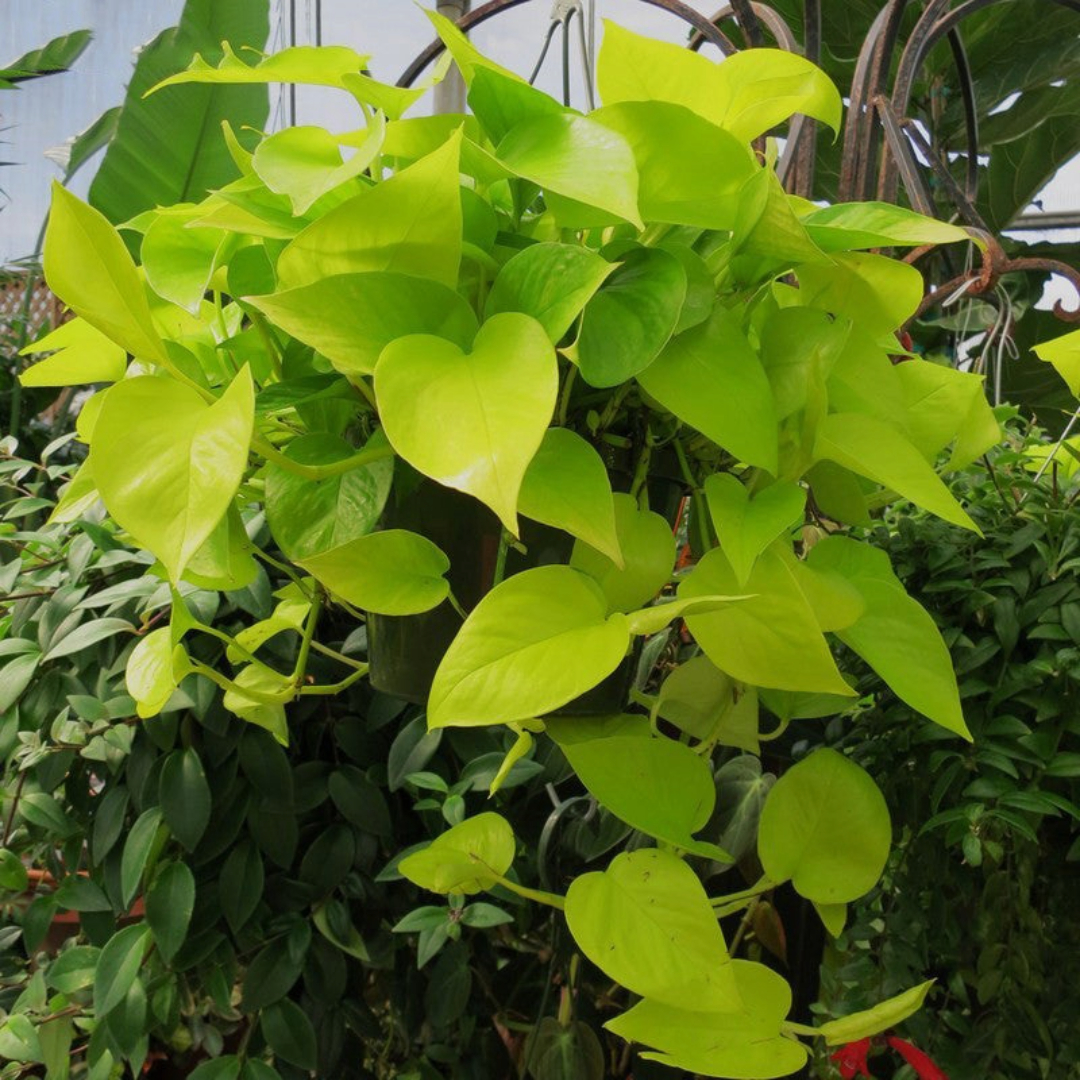 Money Plant Golden