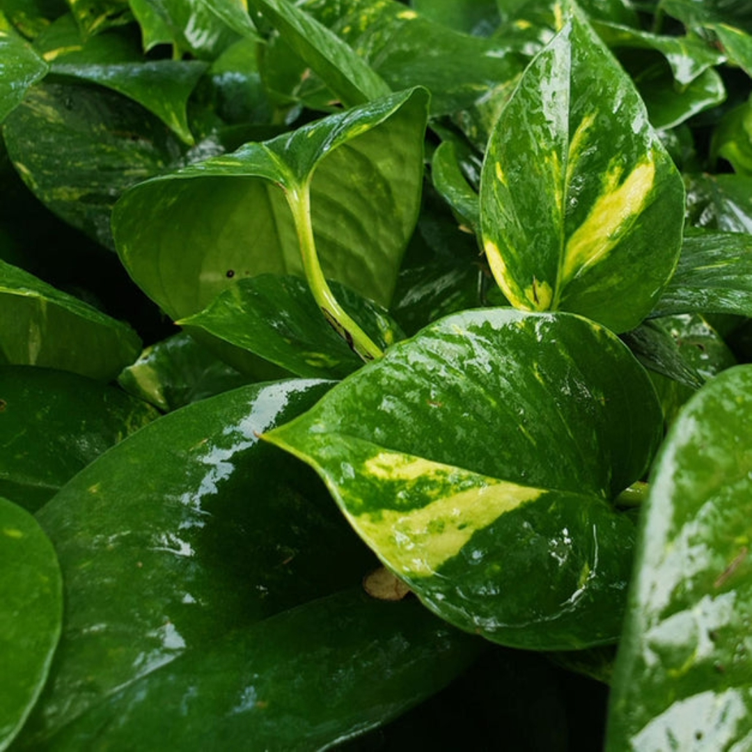Money Plant Green