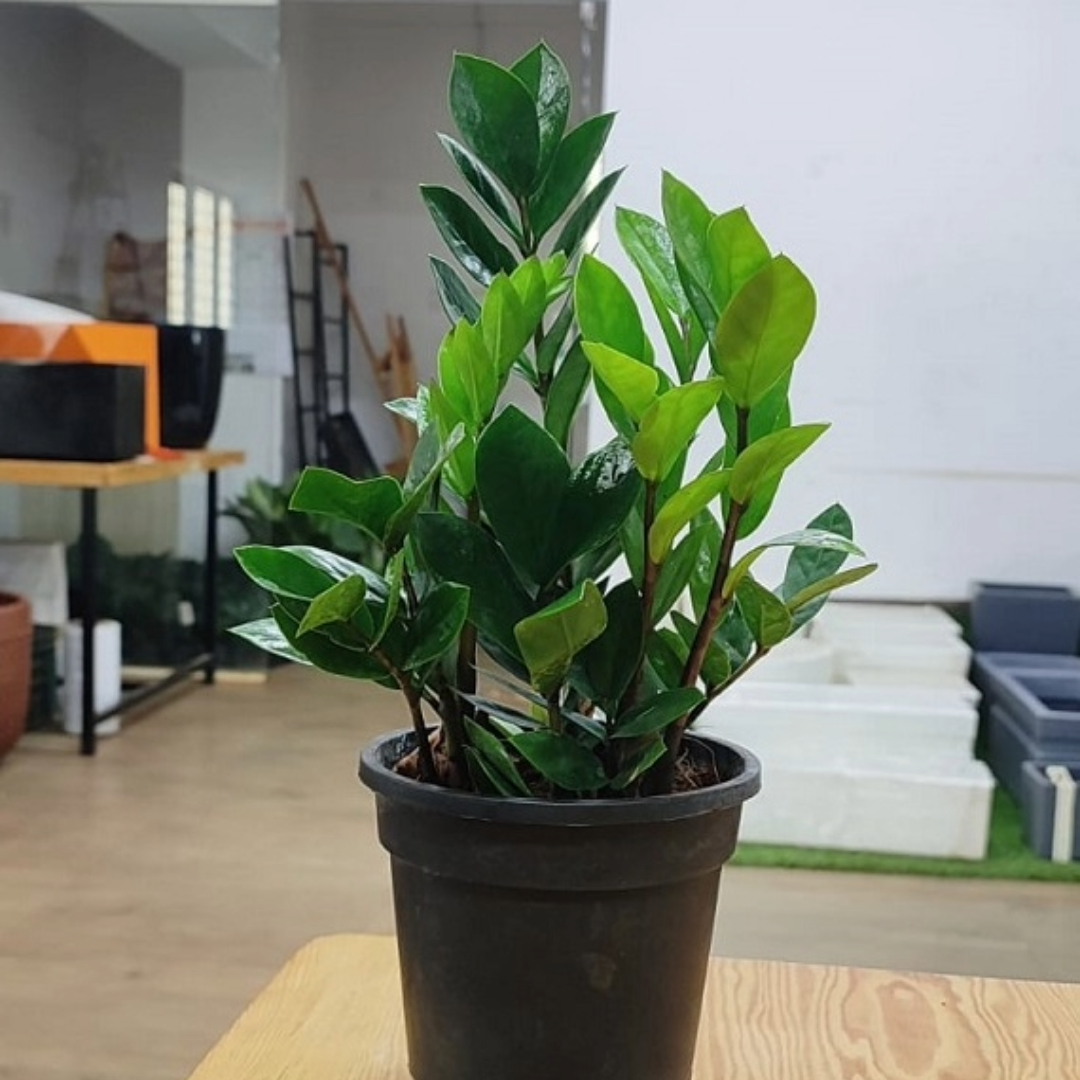 Zamia Mini Zamia Mini