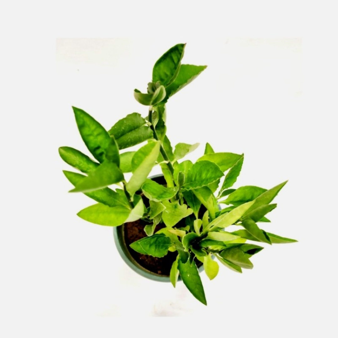 Pedalinathus 'Jurassic Park' Green
