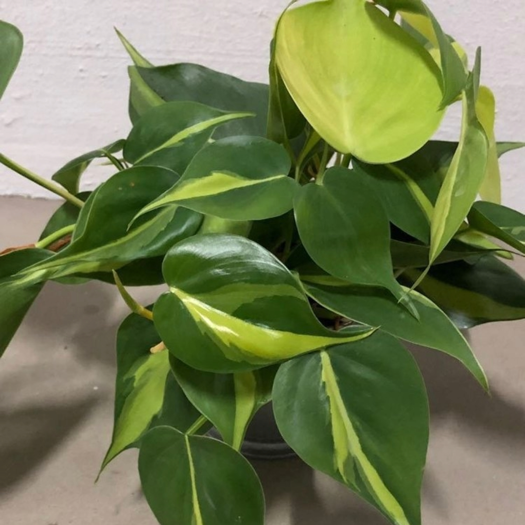 Pedilanthus Curly Gold