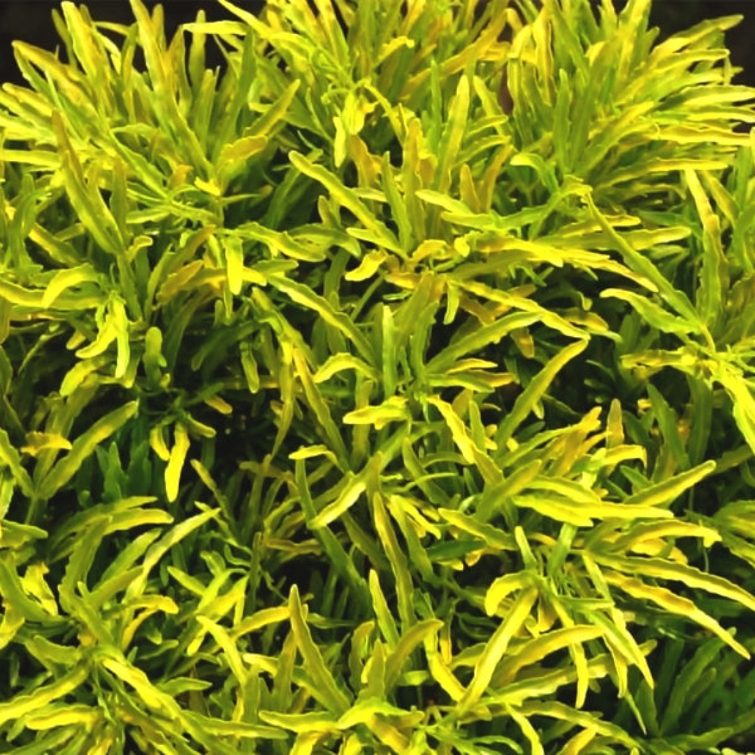 Aralia Golden
