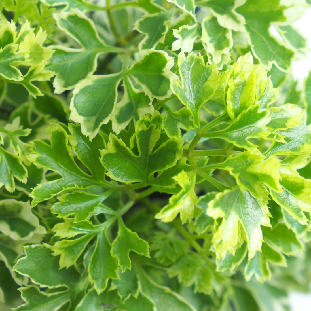 Aralia Very Mini