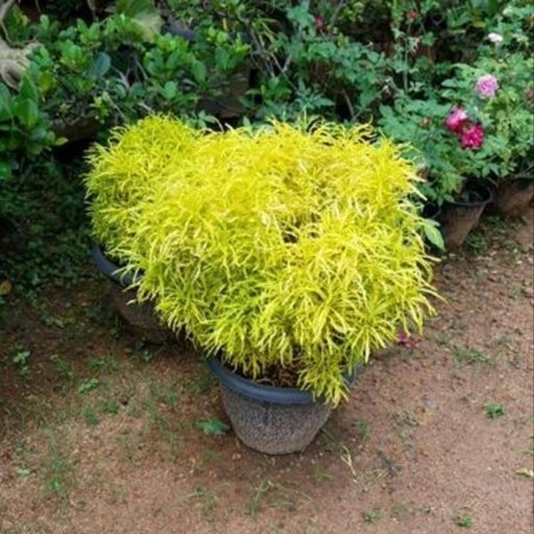 Aralia Golden Big