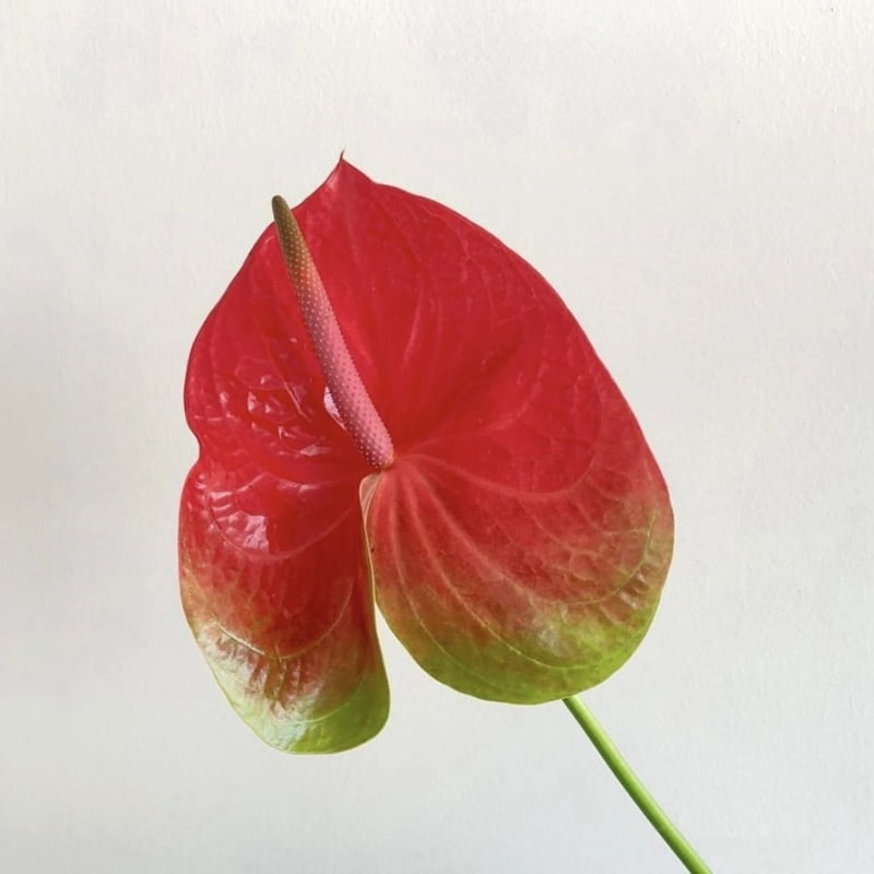 Anthurium Watermelonsie Anthurium Watermelonsie