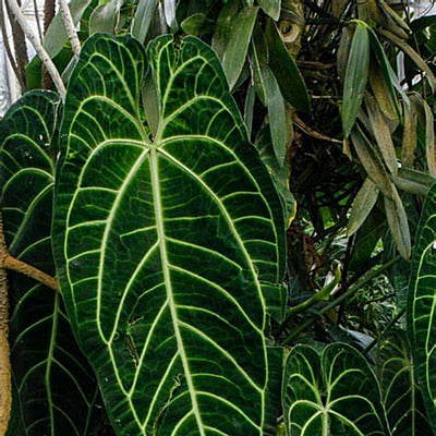 Anthurium Warocqueanum