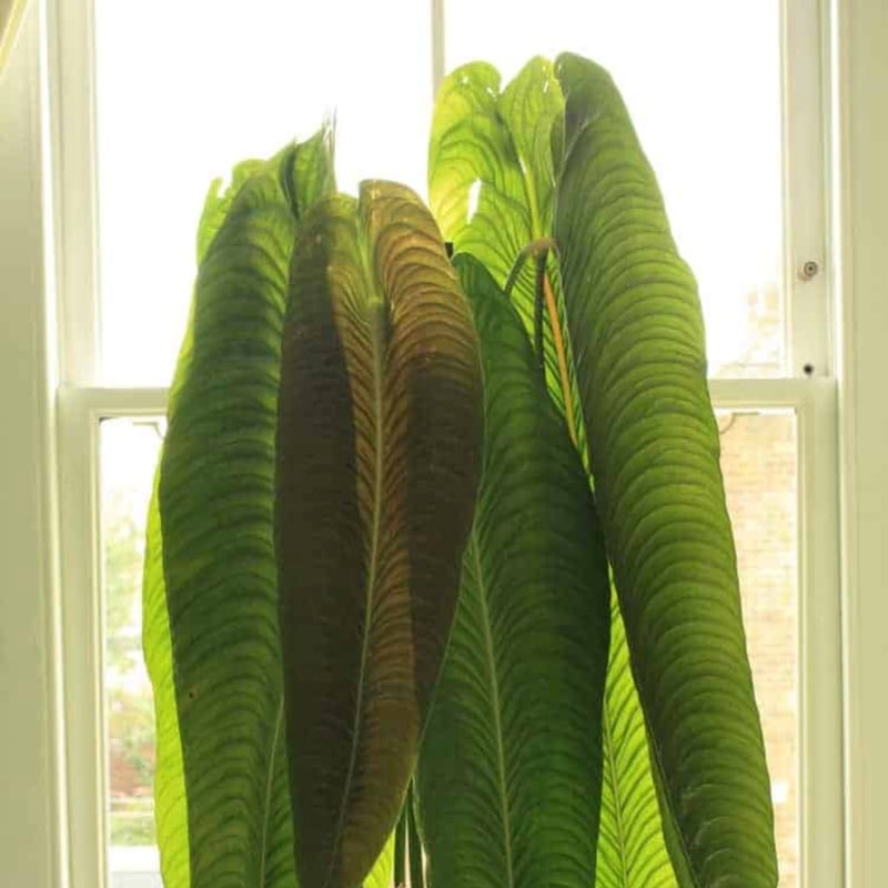 Anthurium Veitchii Anthurium Veitchii