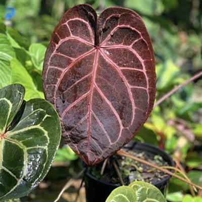 Anthurium Red Crystallinum