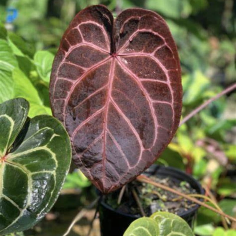 Anthurium Red Crystallinum Anthurium Red Crystallinum
