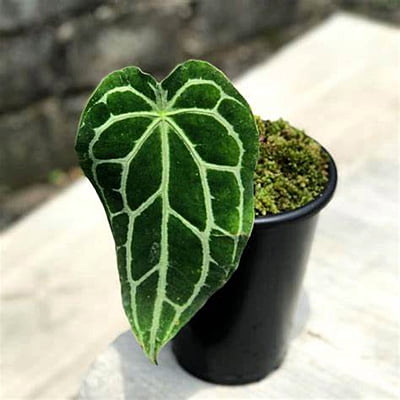 Anthurium Forgetii