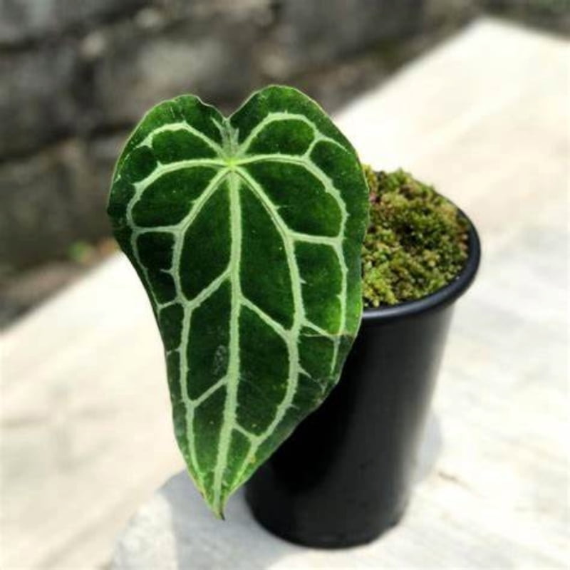 Anthurium Forgetii
