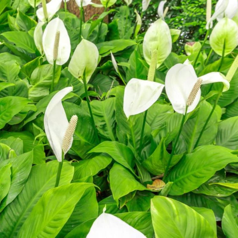 Spathiphyllum Maracay Spathiphyllum Maracay