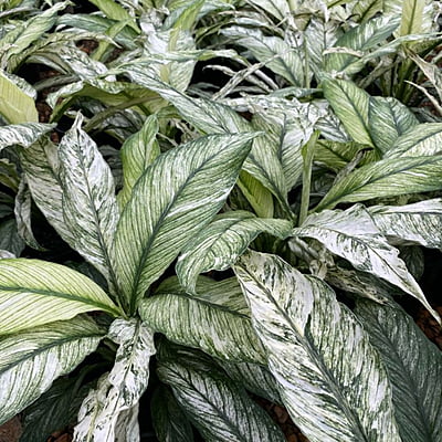 Spathiphyllum Sensation Varigated