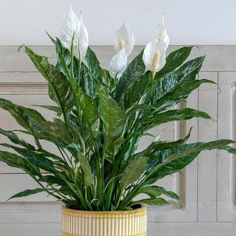Spathiphyllum Domino Spathiphyllum Domino