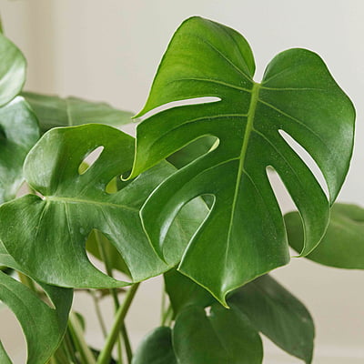 Monstera Deliciosa