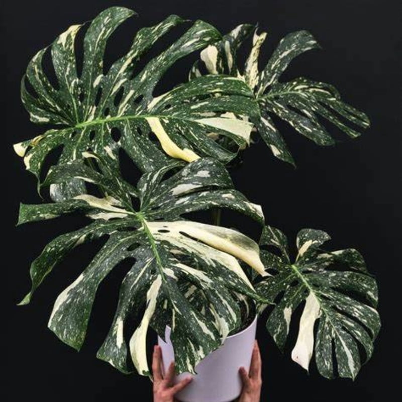 Monstera Thai Constellation Monstera Thai Constellation