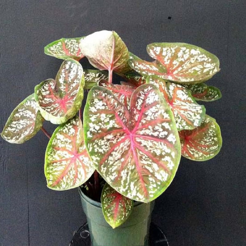 Caladium Thai Dwarf (15 varieties) Caladium Thai Dwarf (15 varieties)