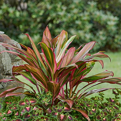 Cordyline Kiwi