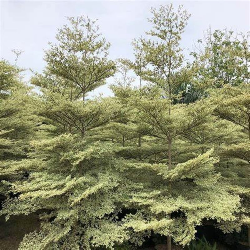 Terminalia Mantaly Variegata