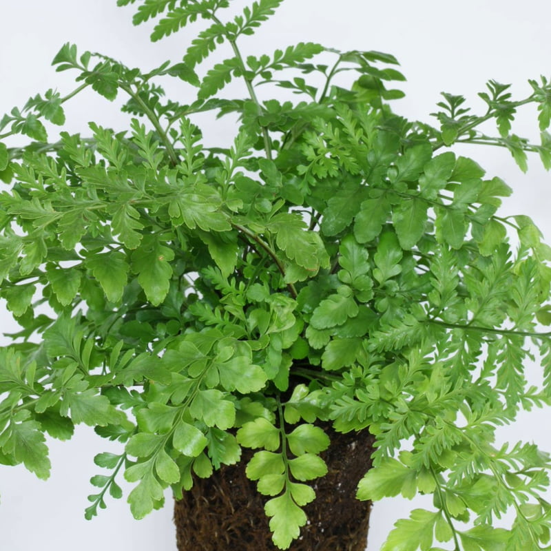 Asplenium Dimorphum ‘Parvati’ Asplenium Dimorphum ‘Parvati’