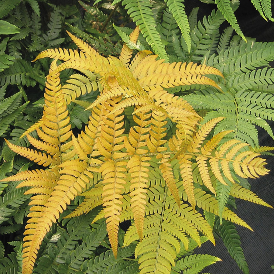 Golden Fern