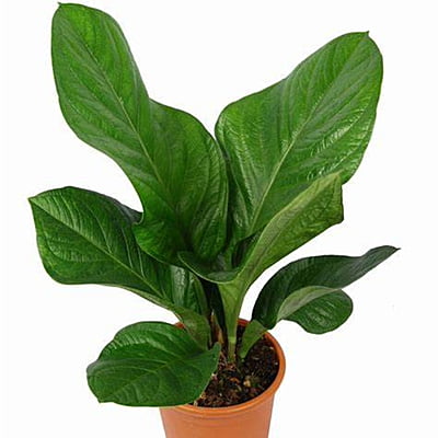 Anthurium Jenmanii