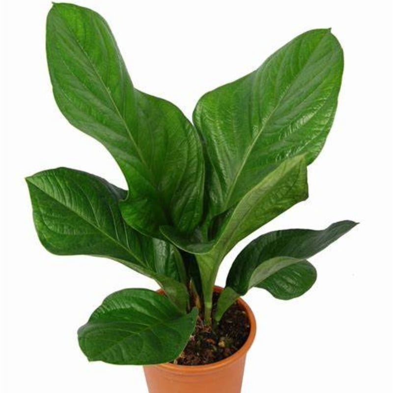 Anthurium Jenmanii