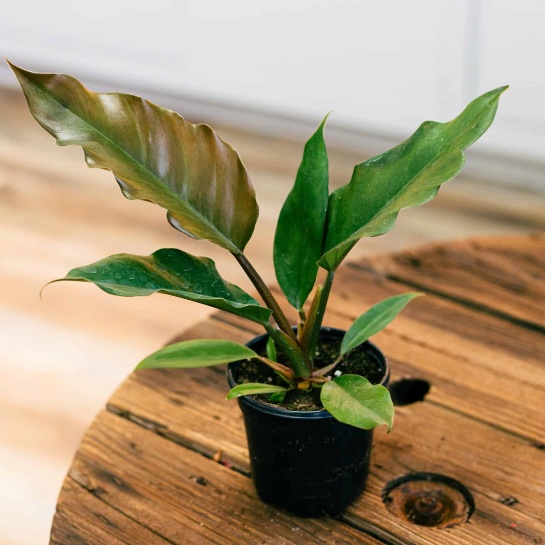 Philodendron choco empress