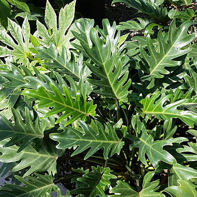 Philodendron Xanadu