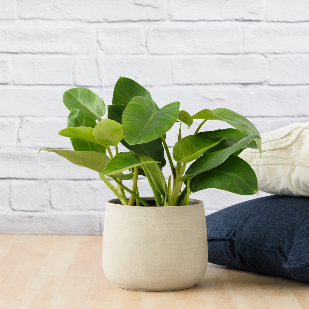 Philodendron emerald green Philodendron emerald green