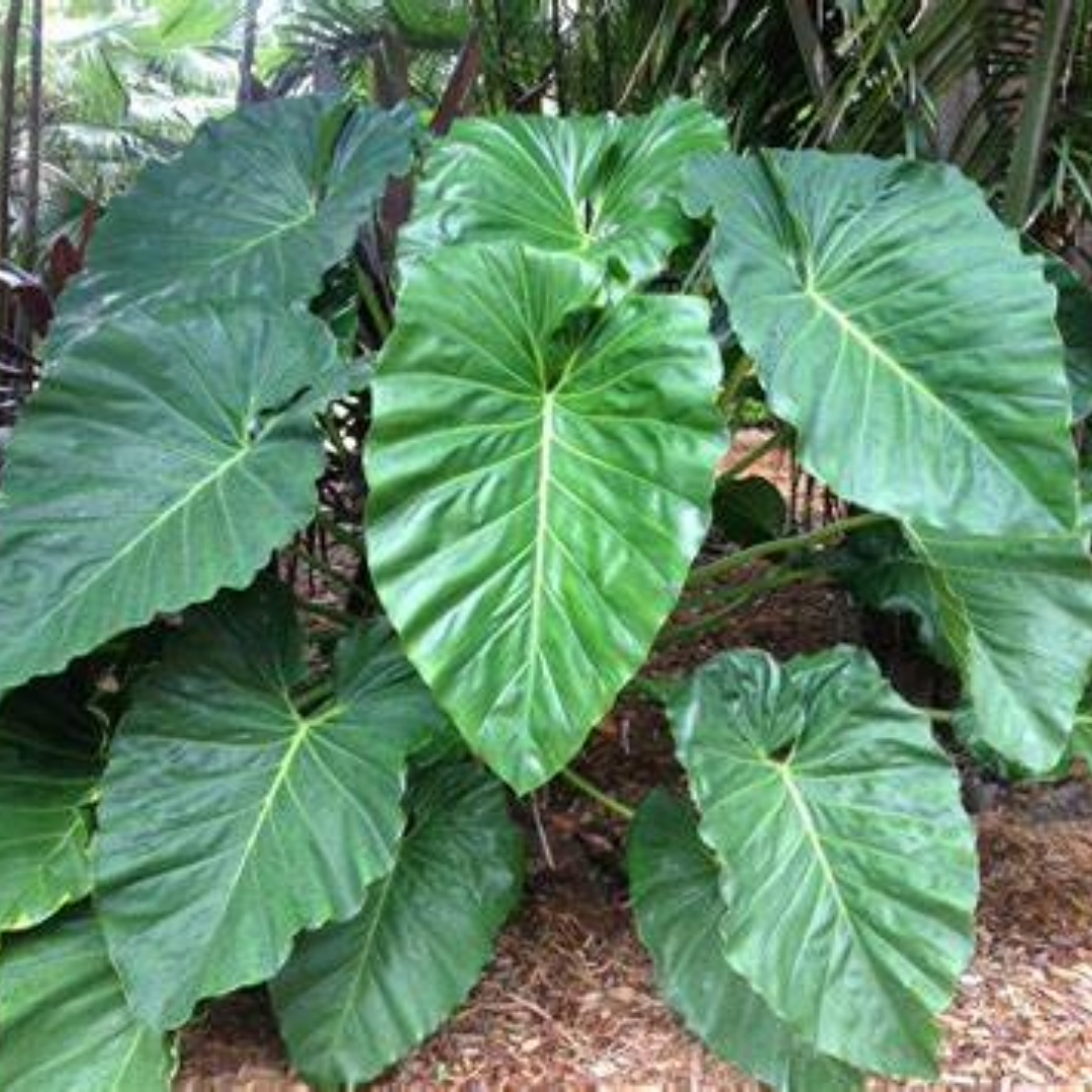 Philodendron giganteum Philodendron giganteum