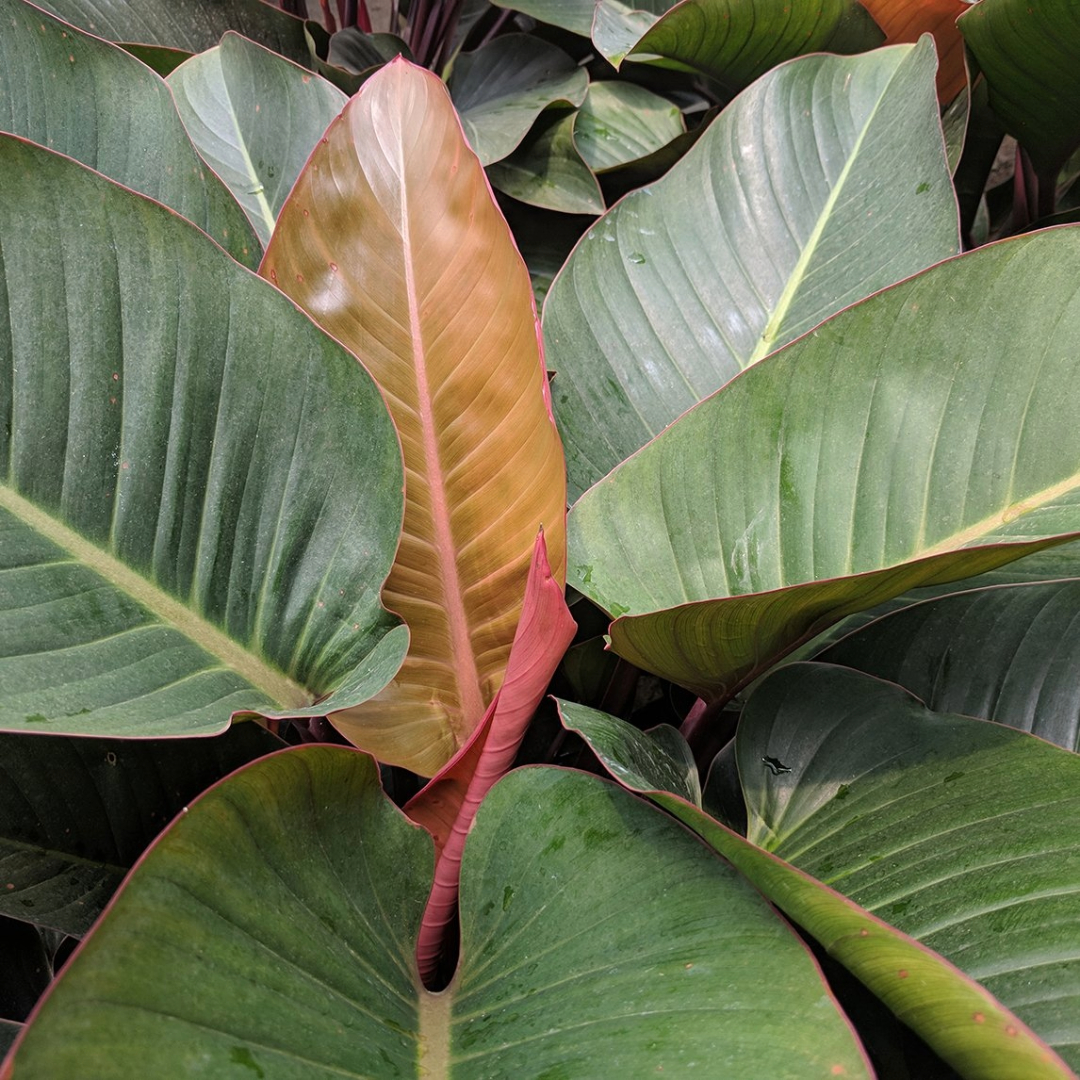 Philodendron Rojo Congo