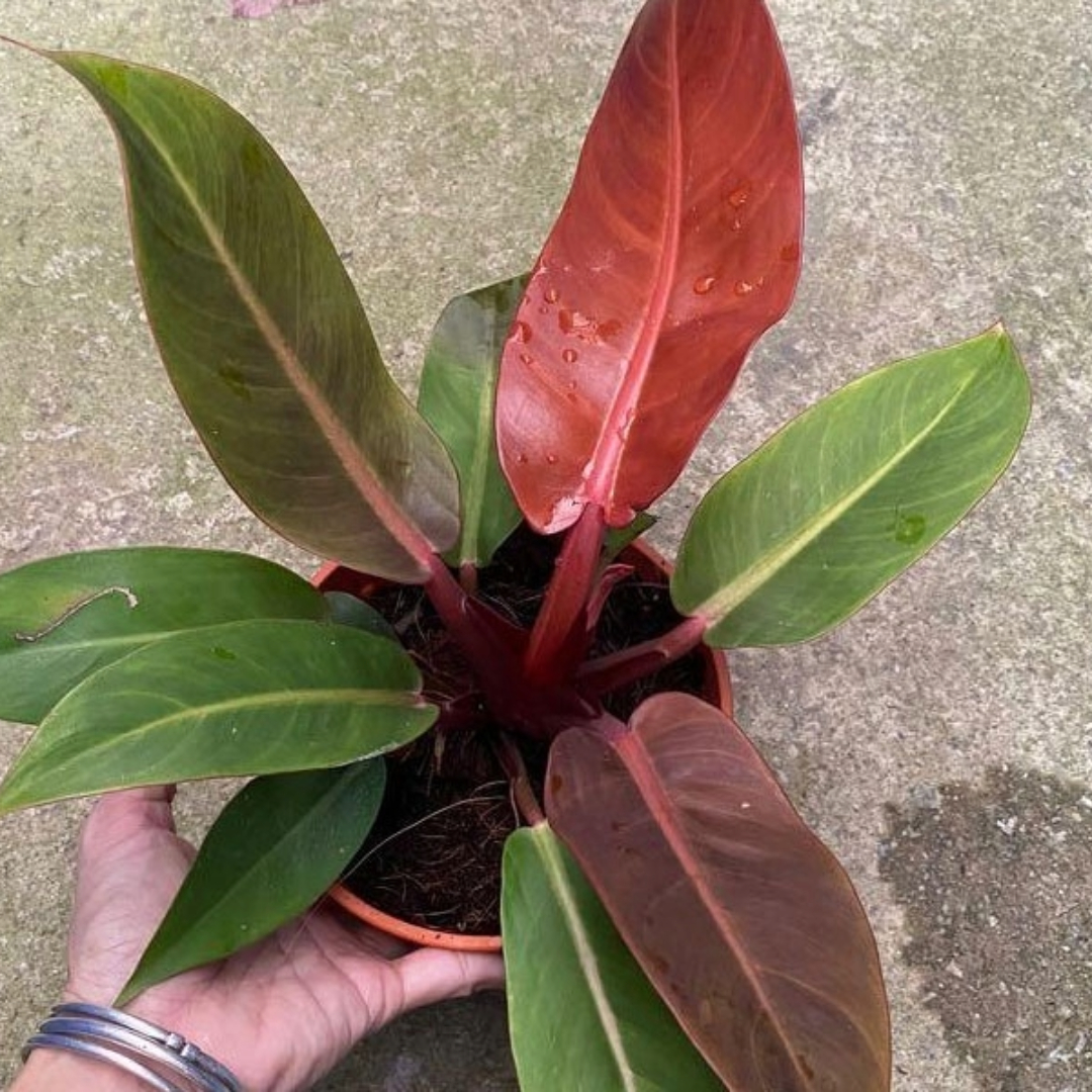 Philodendron Imperial Red